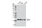 RAB1A, Member RAS Oncogene Family antibody, 13075S, Cell Signaling Technology, Western Blot image 