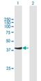 ArfGAP With Dual PH Domains 1 antibody, H00011033-B01P, Novus Biologicals, Western Blot image 