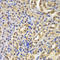 NFKB Inhibitor Alpha antibody, LS-C746897, Lifespan Biosciences, Immunohistochemistry frozen image 