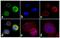 Insulin Receptor antibody, 44-800G, Invitrogen Antibodies, Immunofluorescence image 