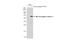 Caspase 4 antibody, GTX134552, GeneTex, Western Blot image 