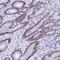 Kruppel Like Factor 14 antibody, NBP1-92058, Novus Biologicals, Immunohistochemistry frozen image 