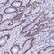 KLF14 antibody, NBP1-92058, Novus Biologicals, Immunohistochemistry frozen image 