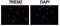 Triggering Receptor Expressed On Myeloid Cells 2 antibody, GTX53229, GeneTex, Immunofluorescence image 