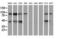 Mitogen-activated protein kinase 12 antibody, LS-C172494, Lifespan Biosciences, Western Blot image 