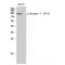 Dynamin 1 antibody, LS-C381220, Lifespan Biosciences, Western Blot image 