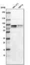 Metadherin antibody, NBP1-90328, Novus Biologicals, Western Blot image 