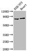 Ribosomal Protein S6 Kinase A3 antibody, CSB-PA020466LA01HU, Cusabio, Western Blot image 