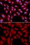 BCL2 Associated Athanogene 1 antibody, GTX30082, GeneTex, Immunofluorescence image 