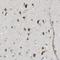 Transmembrane Protein 59 Like antibody, NBP1-88500, Novus Biologicals, Immunohistochemistry paraffin image 