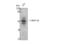Bone Morphogenetic Protein 3 antibody, STJ91865, St John