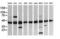 Mitogen-Activated Protein Kinase Kinase 1 antibody, LS-C174657, Lifespan Biosciences, Western Blot image 