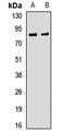 Syntaphilin antibody, LS-C668100, Lifespan Biosciences, Western Blot image 