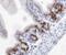 KI-67 antibody, NB110-89719, Novus Biologicals, Immunohistochemistry frozen image 