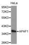 Apoptotic Peptidase Activating Factor 1 antibody, abx002100, Abbexa, Western Blot image 