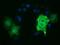 Tubulin Alpha 3e antibody, GTX83467, GeneTex, Immunofluorescence image 