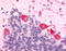 Hypocretin Receptor 1 antibody, TA317662, Origene, Immunohistochemistry paraffin image 