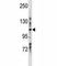 Leucine Rich Repeats And Immunoglobulin Like Domains 1 antibody, F47548-0.4ML, NSJ Bioreagents, Western Blot image 