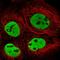 Transformer 2 Beta Homolog antibody, HPA064972, Atlas Antibodies, Immunofluorescence image 