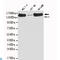 Structural Maintenance Of Chromosomes 1A antibody, LS-C814126, Lifespan Biosciences, Western Blot image 