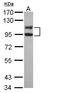 LIG3 antibody, LS-C185527, Lifespan Biosciences, Western Blot image 