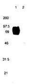 TNF Receptor Superfamily Member 10c antibody, PA1-26368, Invitrogen Antibodies, Western Blot image 