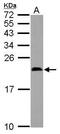 Midkine antibody, PA5-30601, Invitrogen Antibodies, Western Blot image 