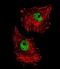 FUS RNA Binding Protein antibody, LS-C166279, Lifespan Biosciences, Immunofluorescence image 