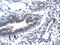 Cyclin H antibody, 31-035, ProSci, Immunohistochemistry frozen image 