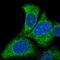 Solute Carrier Family 27 Member 3 antibody, NBP2-57049, Novus Biologicals, Immunofluorescence image 