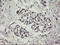 Myoneurin antibody, LS-C175178, Lifespan Biosciences, Immunohistochemistry frozen image 