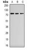 Zinc Finger CW-Type And PWWP Domain Containing 1 antibody, abx141405, Abbexa, Western Blot image 