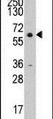 Cyclin A2 antibody, PA5-14173, Invitrogen Antibodies, Western Blot image 