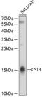 Cystatin C antibody, 16-135, ProSci, Western Blot image 