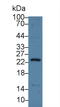 Regenerating Family Member 3 Gamma antibody, LS-C727167, Lifespan Biosciences, Western Blot image 