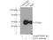 Sorting Nexin 5 antibody, 17918-1-AP, Proteintech Group, Immunoprecipitation image 