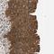 VAMP Associated Protein A antibody, NBP1-83132, Novus Biologicals, Immunohistochemistry frozen image 