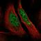 RNA Polymerase II Subunit A antibody, HPA053012, Atlas Antibodies, Immunofluorescence image 