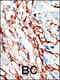 EPH Receptor A7 antibody, 63-047, ProSci, Immunofluorescence image 