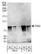 TGF-Beta Activated Kinase 1 (MAP3K7) Binding Protein 2 antibody, A302-759A, Bethyl Labs, Western Blot image 