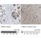 FKBP Prolyl Isomerase 5 antibody, NBP1-84676, Novus Biologicals, Immunohistochemistry paraffin image 