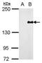 Phosphatidylinositol 3,4,5-trisphosphate-dependent Rac exchanger 1 protein antibody, PA5-34961, Invitrogen Antibodies, Western Blot image 