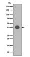 Dual Specificity Phosphatase 6 antibody, M02157, Boster Biological Technology, Western Blot image 