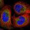 WD Repeat Domain 59 antibody, HPA041084, Atlas Antibodies, Immunofluorescence image 