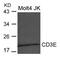 CD3 antibody, 79-724, ProSci, Western Blot image 