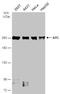 APC Regulator Of WNT Signaling Pathway antibody, NBP2-15422, Novus Biologicals, Western Blot image 