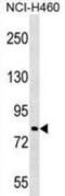 Praja Ring Finger Ubiquitin Ligase 2 antibody, abx029365, Abbexa, Western Blot image 