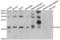 Anterior Gradient 2, Protein Disulphide Isomerase Family Member antibody, LS-C349027, Lifespan Biosciences, Western Blot image 