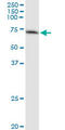 Guanylate Binding Protein 2 antibody, LS-C197280, Lifespan Biosciences, Immunoprecipitation image 