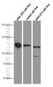Sirtuin 1 antibody, 60303-1-Ig, Proteintech Group, Western Blot image 